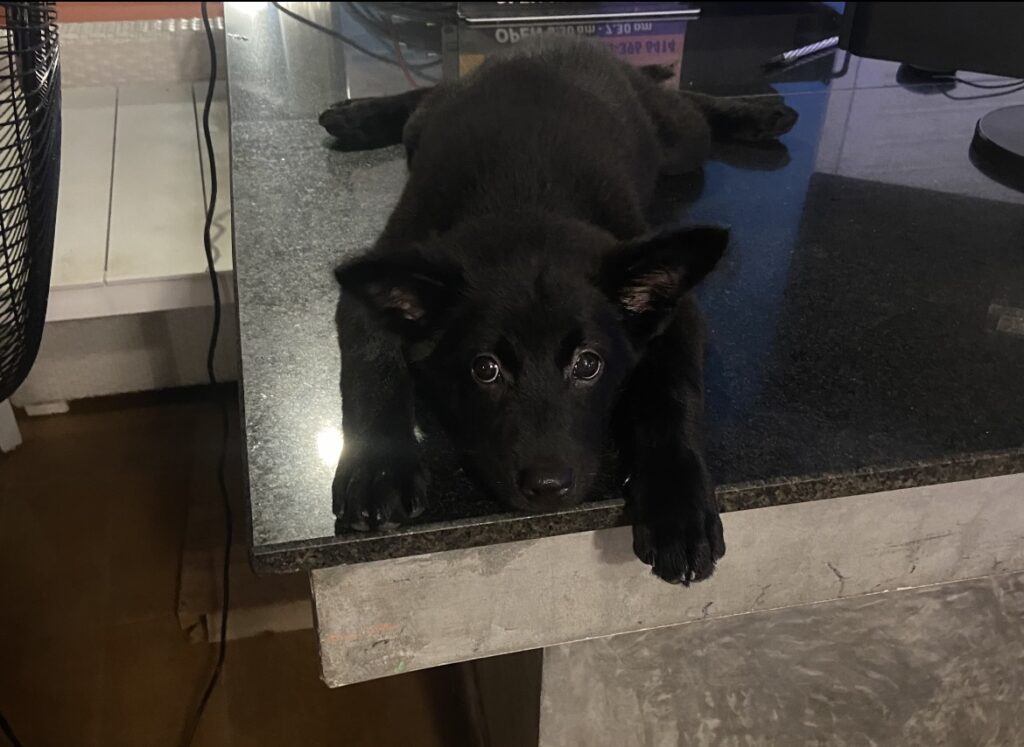 Cute black puppy laying on counter